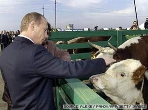 Vladimir Putin and cows